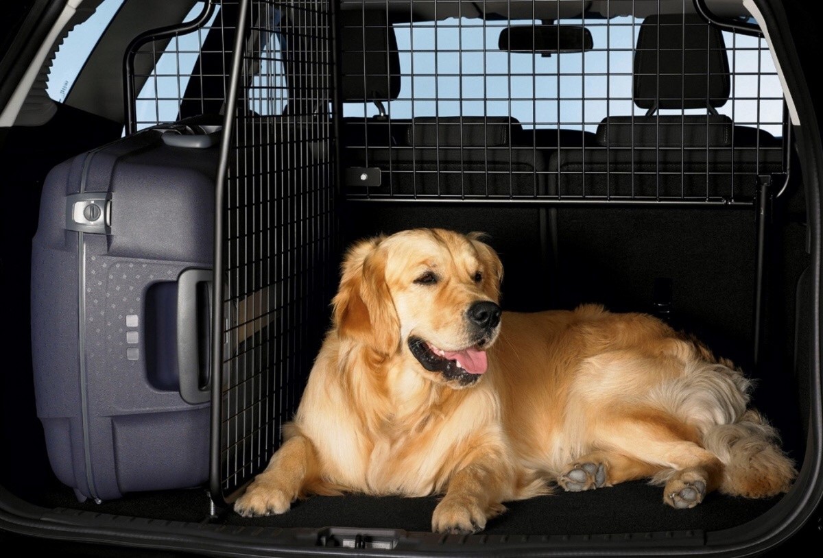 Советы по выбору автомобиля для владельцев домашних животных: как сделать поездки комфортными для вас и ваших питомцев